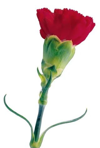 鲜红康乃馨图片下载