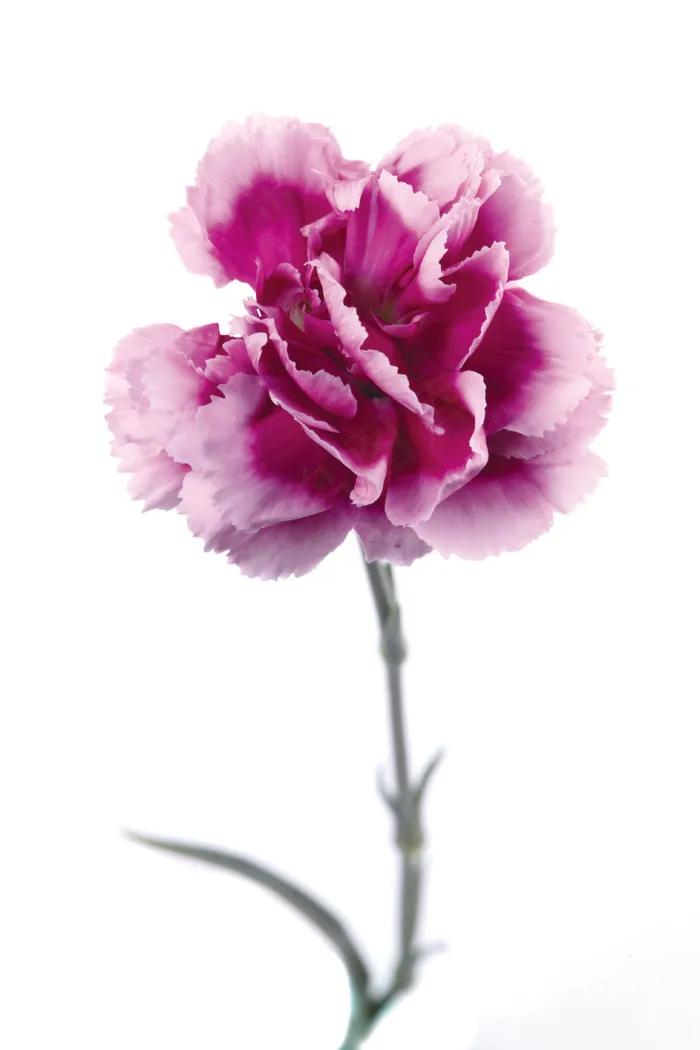 紫色康乃馨高清图片