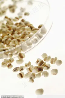 生物技术-散落的薏米