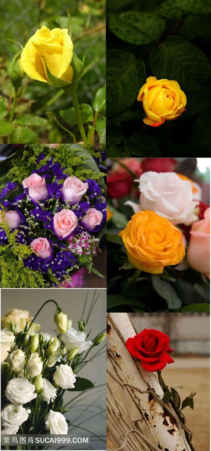 娇艳的玫瑰花素材