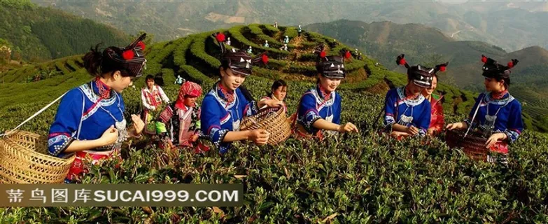 广南底圩茶山风光与采茶女高清摄影图片