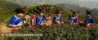 广南底圩茶山风光与采茶女高清摄影图片