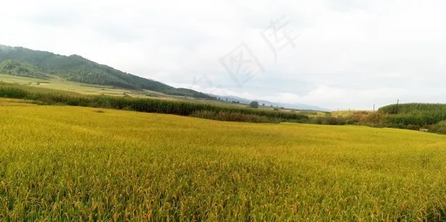 金色的稻田风光