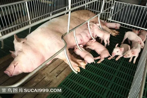 在哺乳一堆小猪崽的猪摄影高清图片