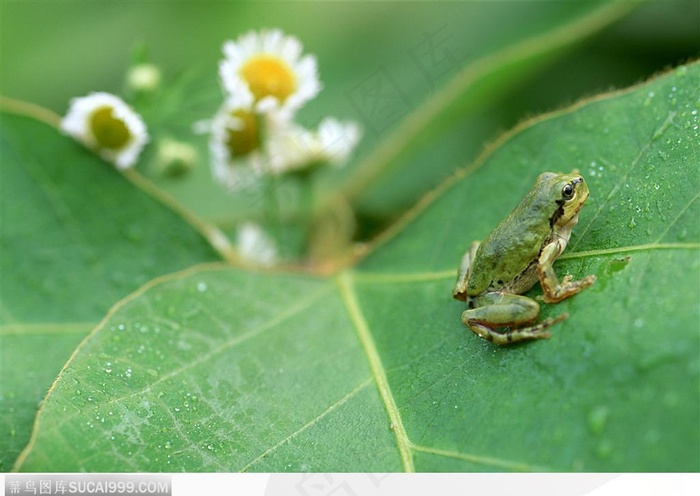 自然生物-树叶上的青蛙