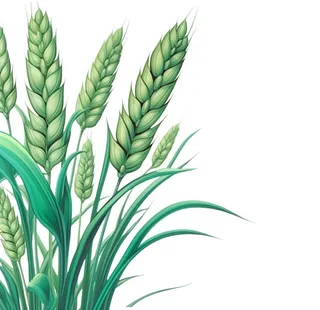 绿色小麦麦穗免抠