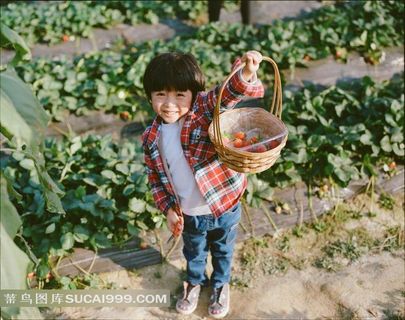 采摘草莓的小男孩