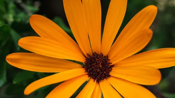 唯美高清自花朵