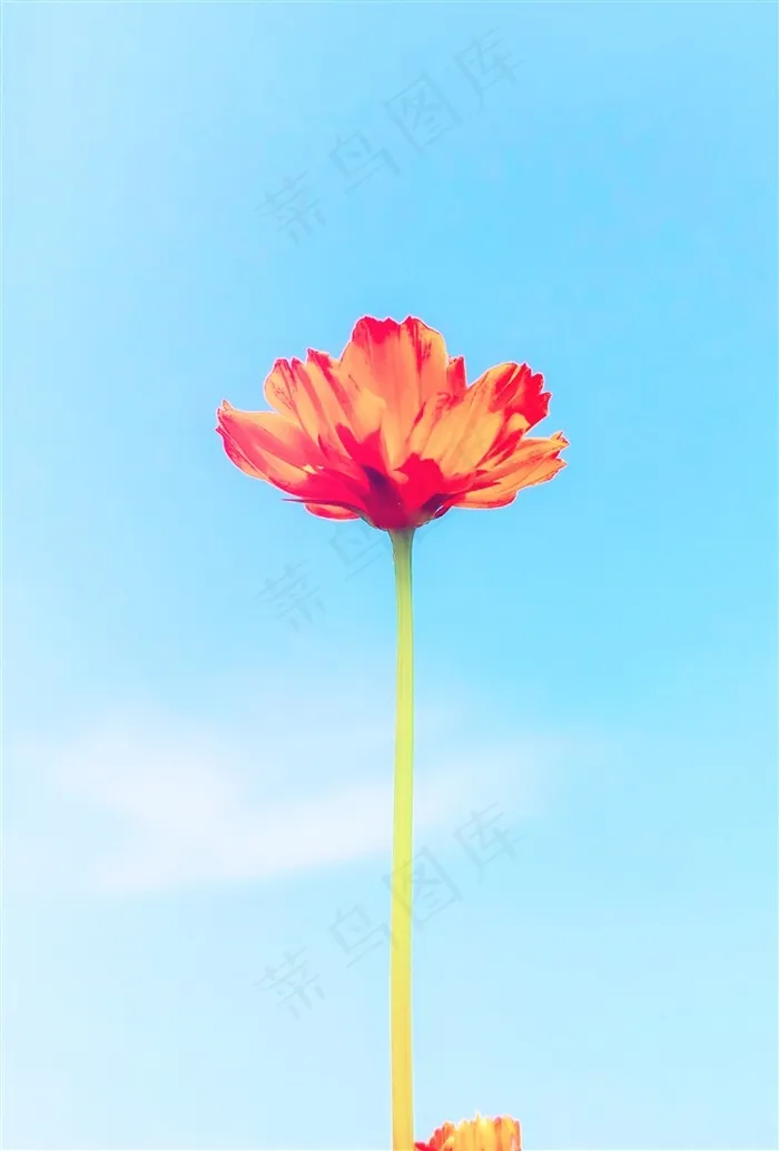一枝独秀秋英花
