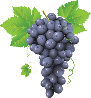 葡萄免抠素材 (22)