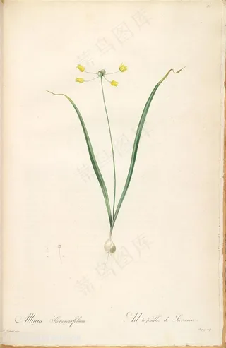 高清雷杜德原版小黄花花束插画