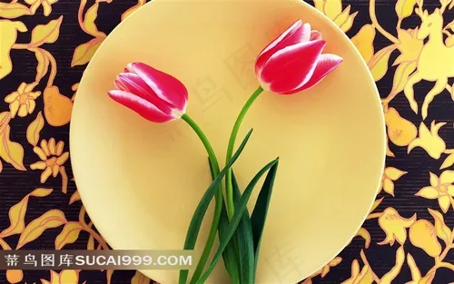 高清郁金香图片大全