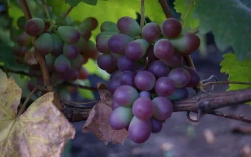 葡萄藤紫色葡萄图片 葡萄藤紫色葡萄图片