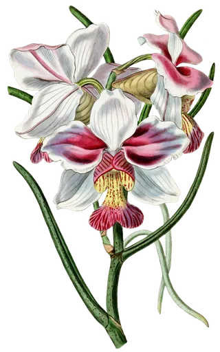 复古手绘植物花卉玫瑰花PNG免扣图案高清图片PS设计素材图