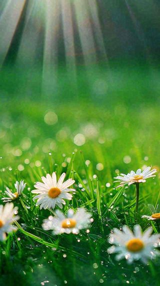 春天夏天草地绿叶小花阳光温馨，春分惊蛰谷雨摄影图