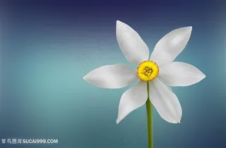 清新唯美白色花朵图片