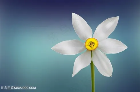 清新唯美白色花朵图片 清新唯美白色花朵图片