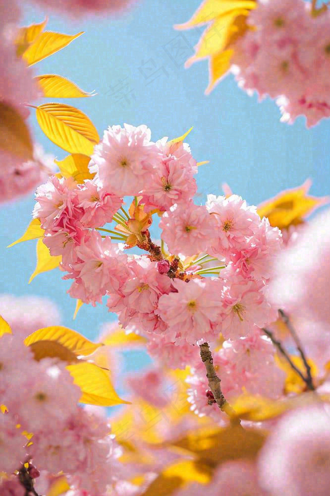 春天蓝天清新粉红桃花花朵树枝嫩叶，立春摄影图(896x1344)