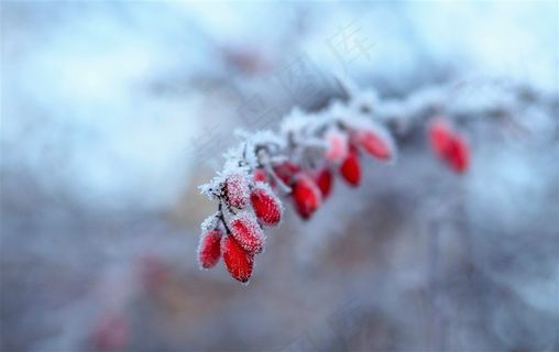 结满冰霜的冬季红果