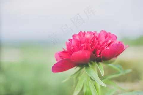 红色牡丹花唯美图片 红色牡丹花唯美图片