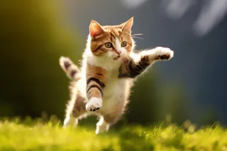 猫咪玩耍跳跃的猫咪可爱摄影图