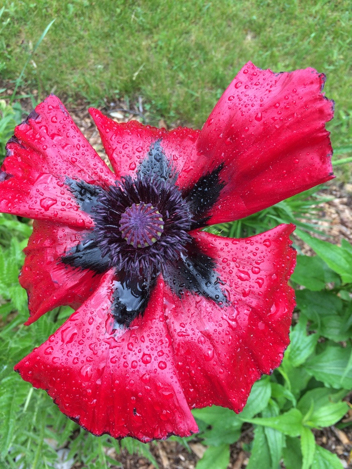 春天盛开罂粟花图片