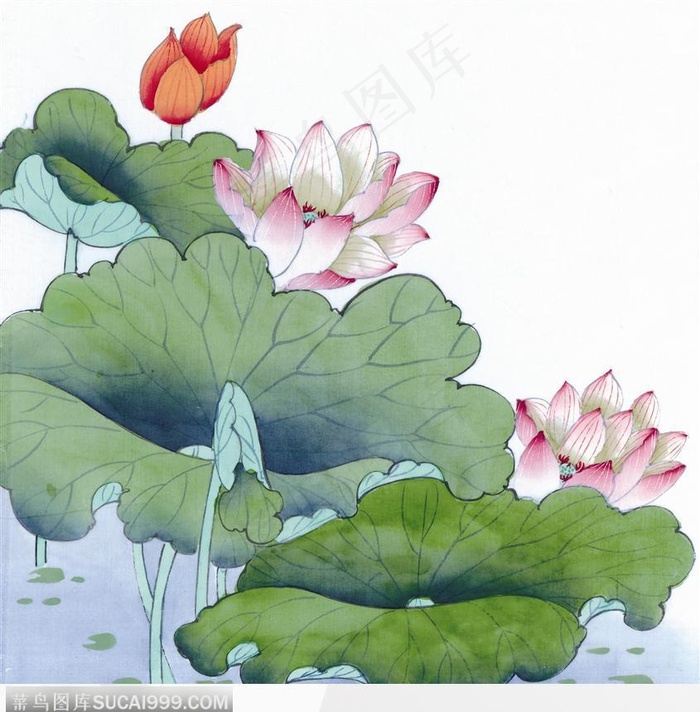 工笔画—荷花