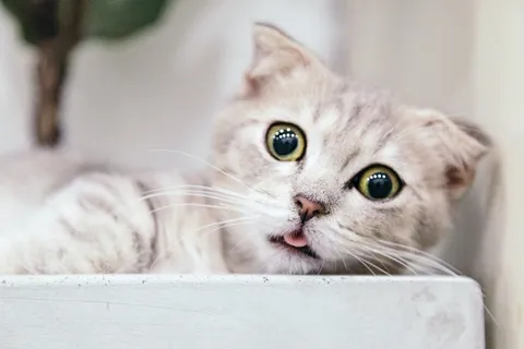 可爱猫咪猫猫摄影素材 可爱猫咪猫猫摄影素材