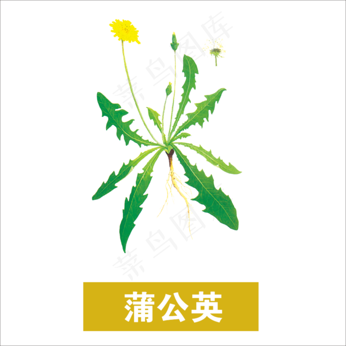 手绘草本中药蒲公英