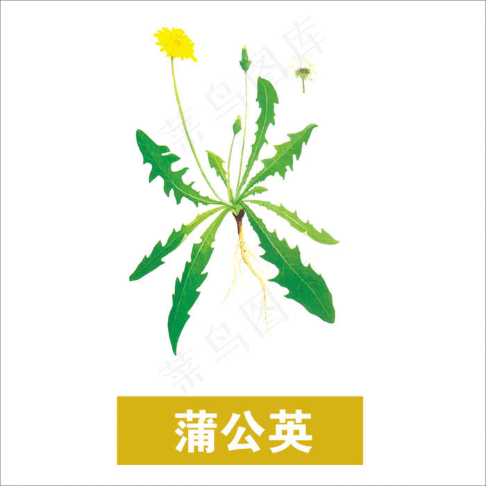 手绘草本中药蒲公英