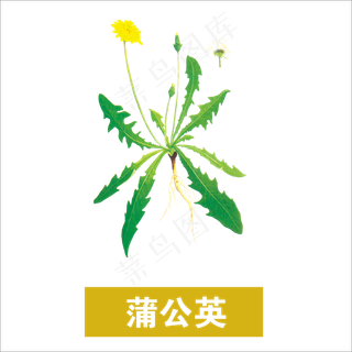 手绘草本中药蒲公英
