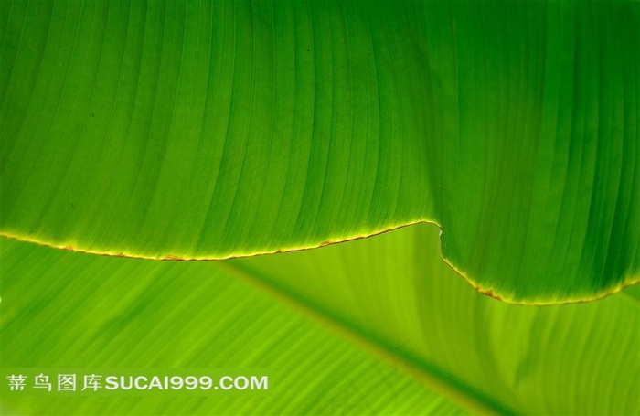 高清绿色蕉叶背景图片下载