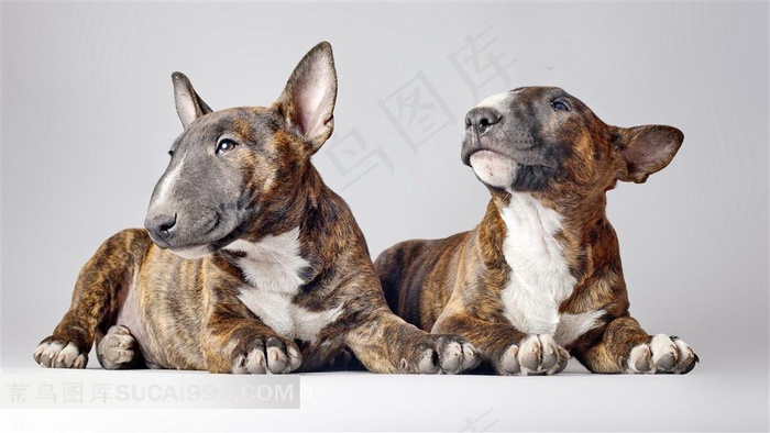 爬着的两只牛头梗犬