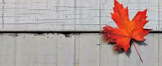 秋天红色秋叶简约特写，立秋秋分摄影图