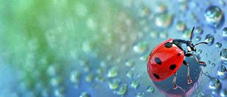 雨天雨水水珠上七星瓢虫动物爬行，彩色渐变摄影图