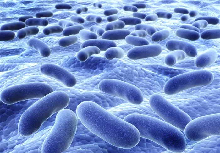 人体生物细菌高清大图