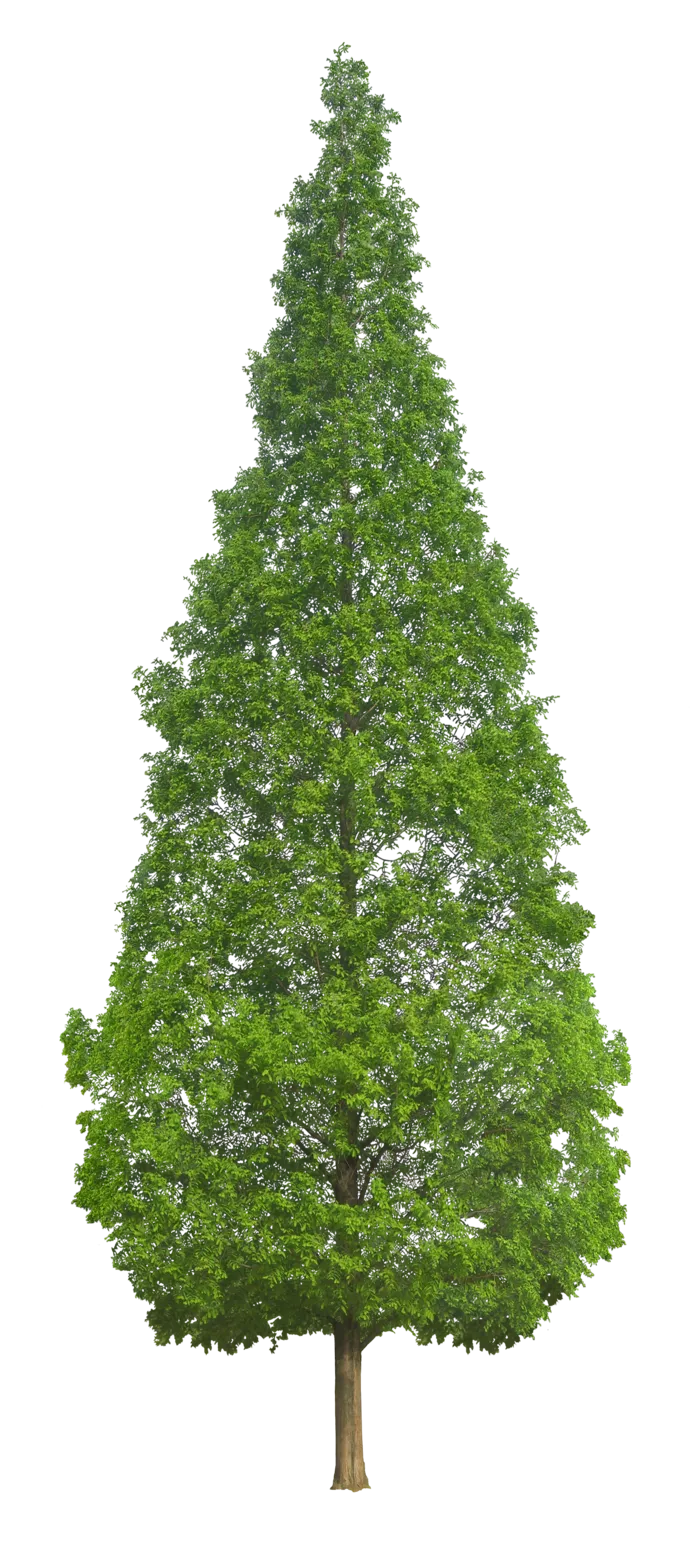植物类免抠图素材