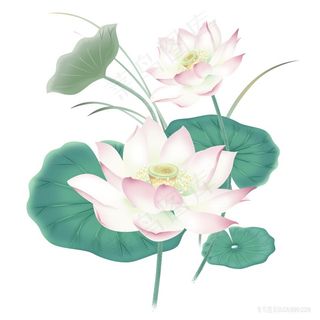 淡雅荷花素材