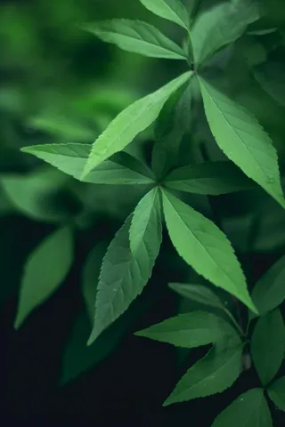 简约树叶清新绿色大气摄影背景