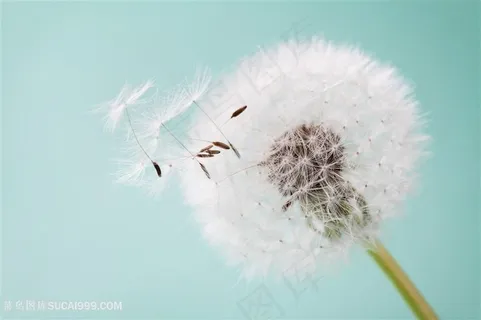 美丽的蒲公英特写高清图片 美丽的蒲公英特写高清图片