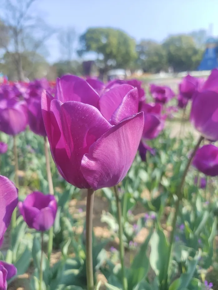 “赏花季”