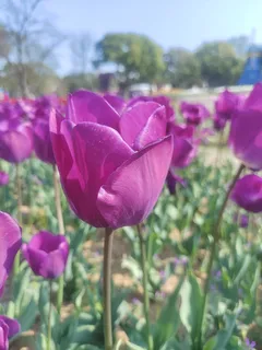 “赏花季” “赏花季”
