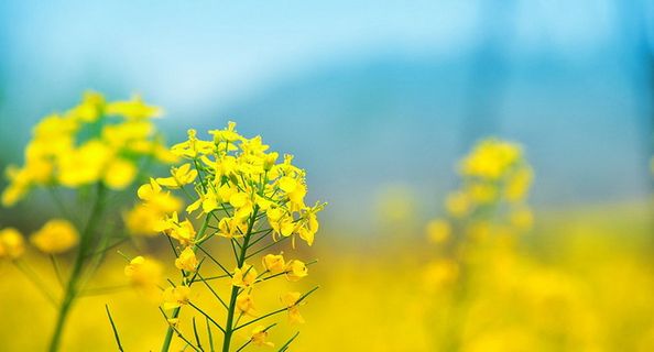 图片设计素材背景炫光背景