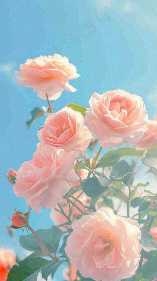 春天蓝天白云阳光下的粉色玫瑰花朵，谷雨立夏