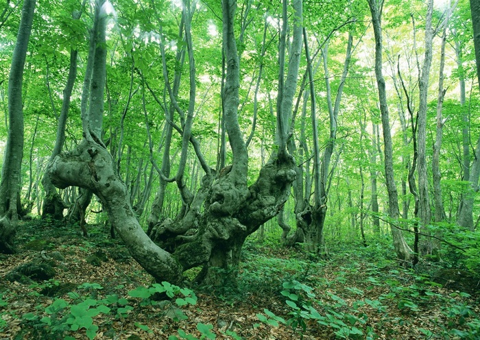 树木风景仰视素材