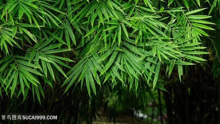 春天雨后的竹叶