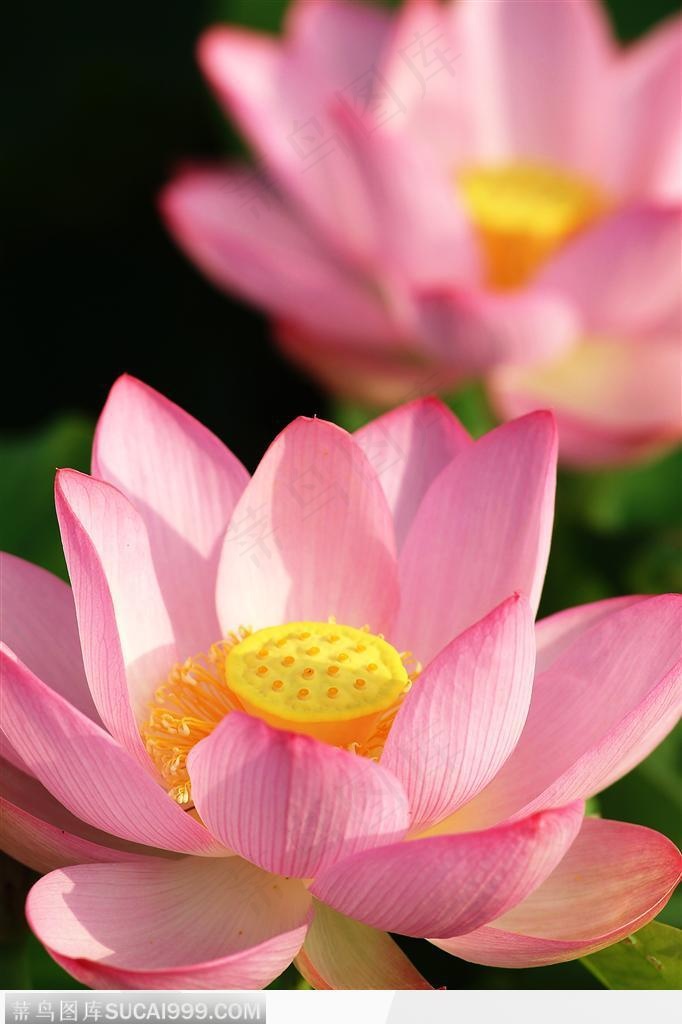 出水芙蓉-粉色荷花