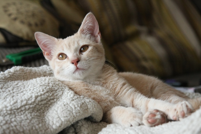 可爱猫咪猫猫摄影素材