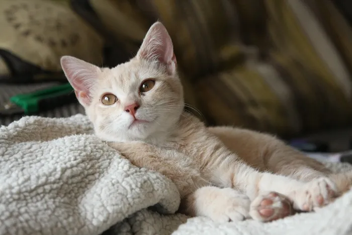 可爱猫咪猫猫摄影素材