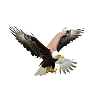 老鹰鸟动物免抠